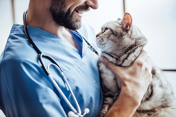 veterinarian and kitten